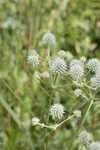 Southern rattlesnake master